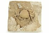 Fossil Crab (Potamon) Preserved in Travertine - Turkey #242889-2